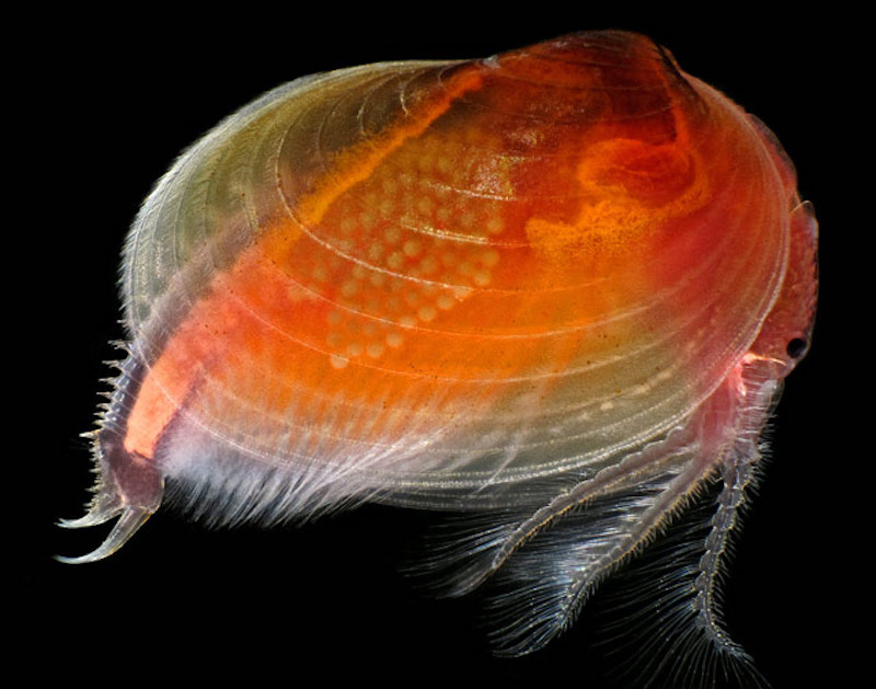 Illustration for article titled Pequeños monstruos que viven con nosotros: las mejores microfotografías del año